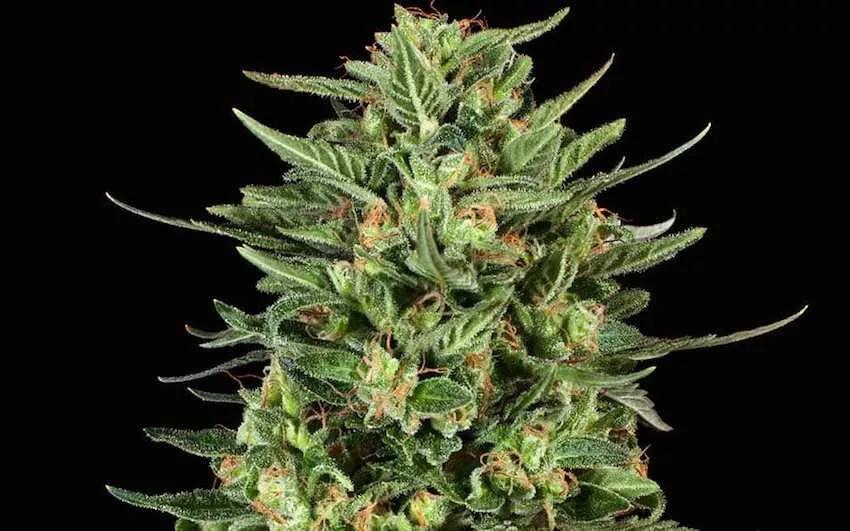Cannabis