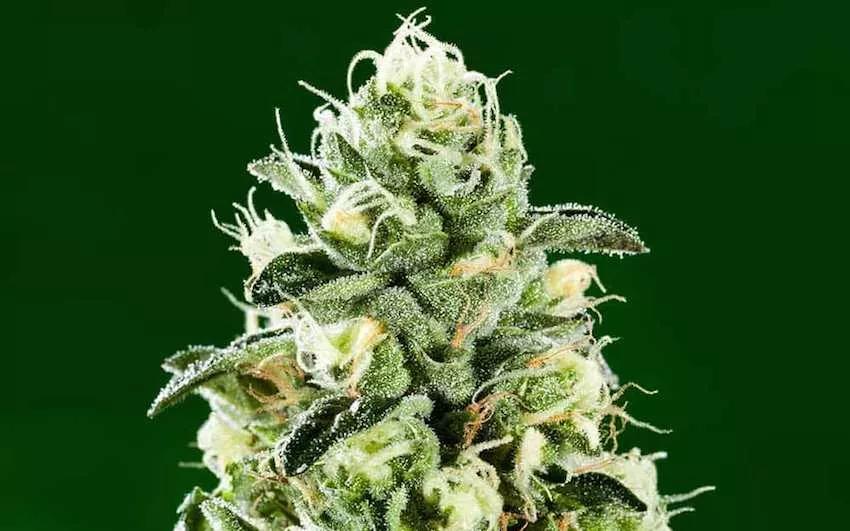 Cannabis
