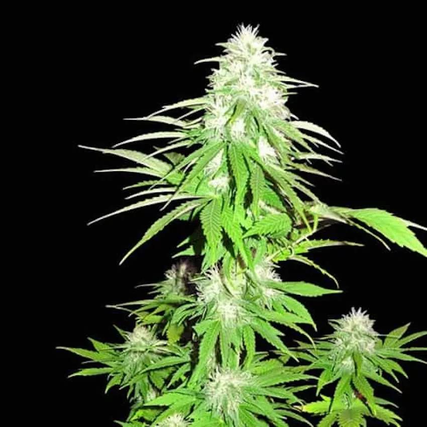 Zombie haze