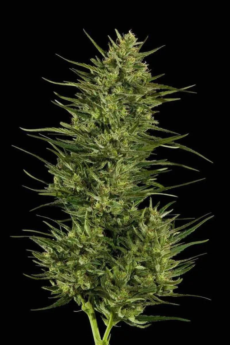 Chocolope cannabis