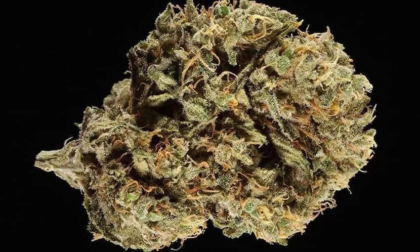 Durban-Poison cannabis