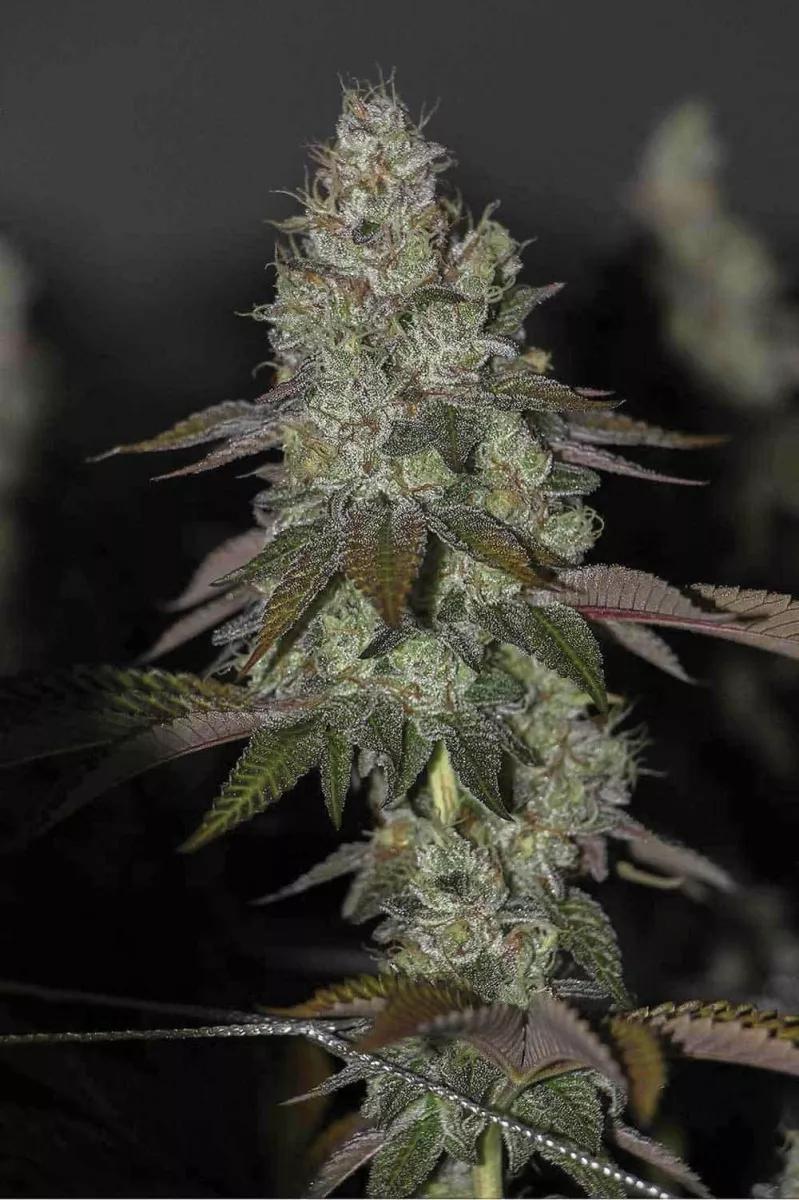 GMO Cookies