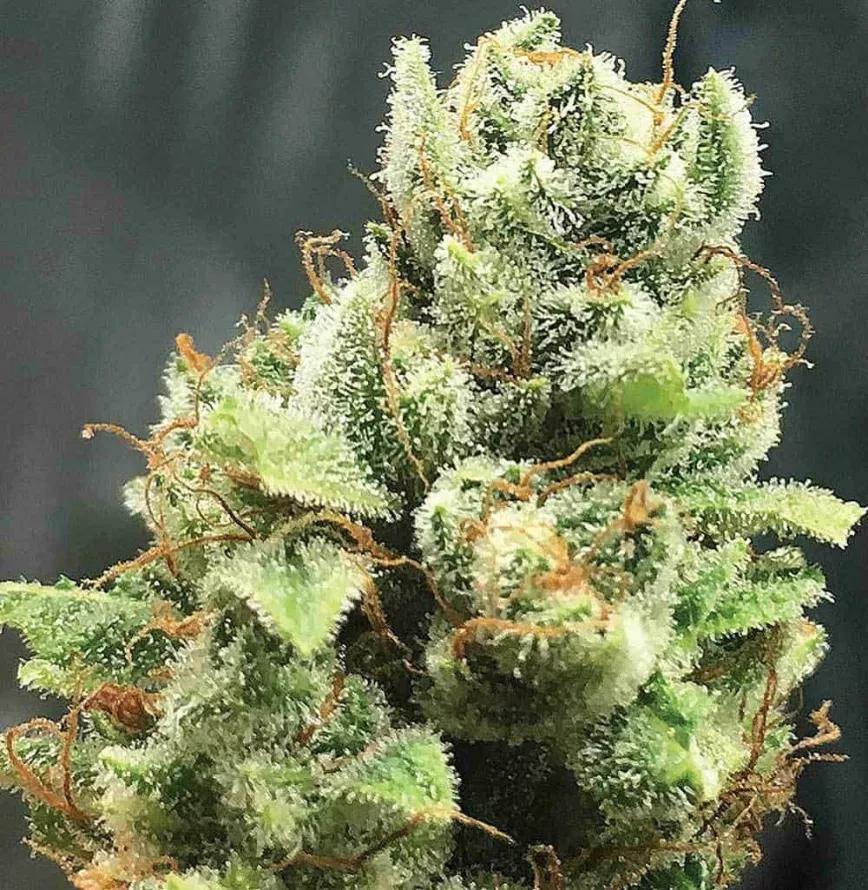 Over the Moon Kush