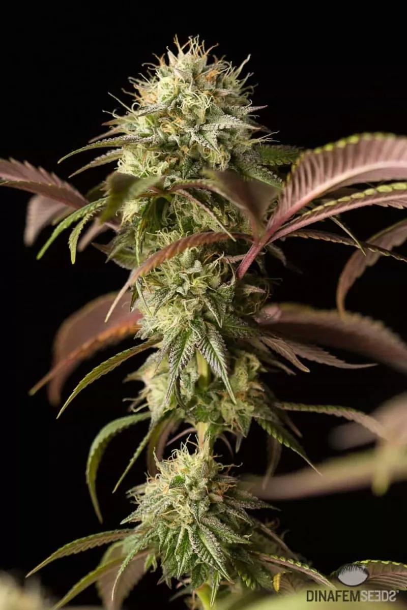 Remo Chemo