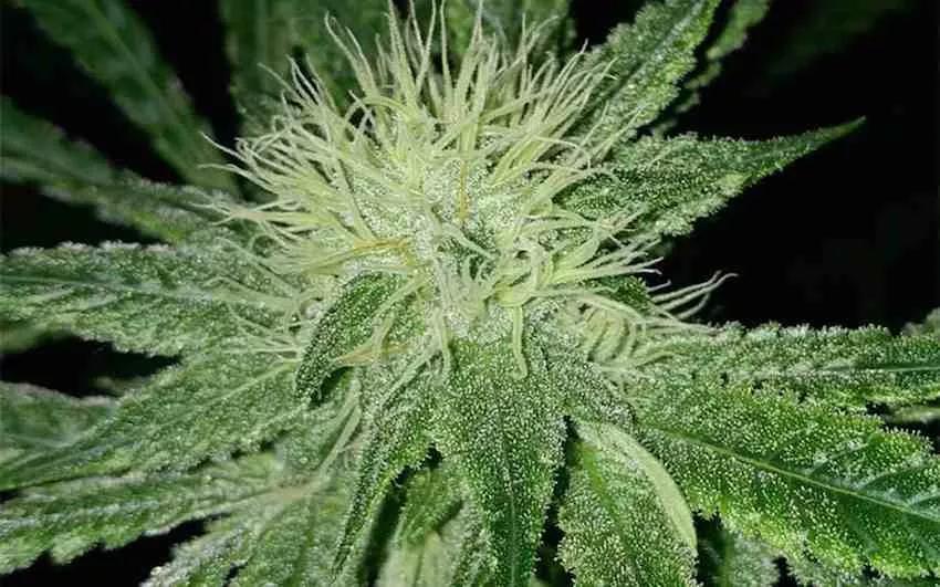 amnesia-haze