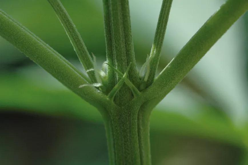 Preflores hembra
