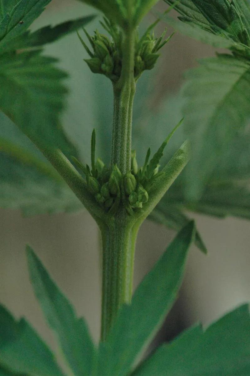 Preflores macho