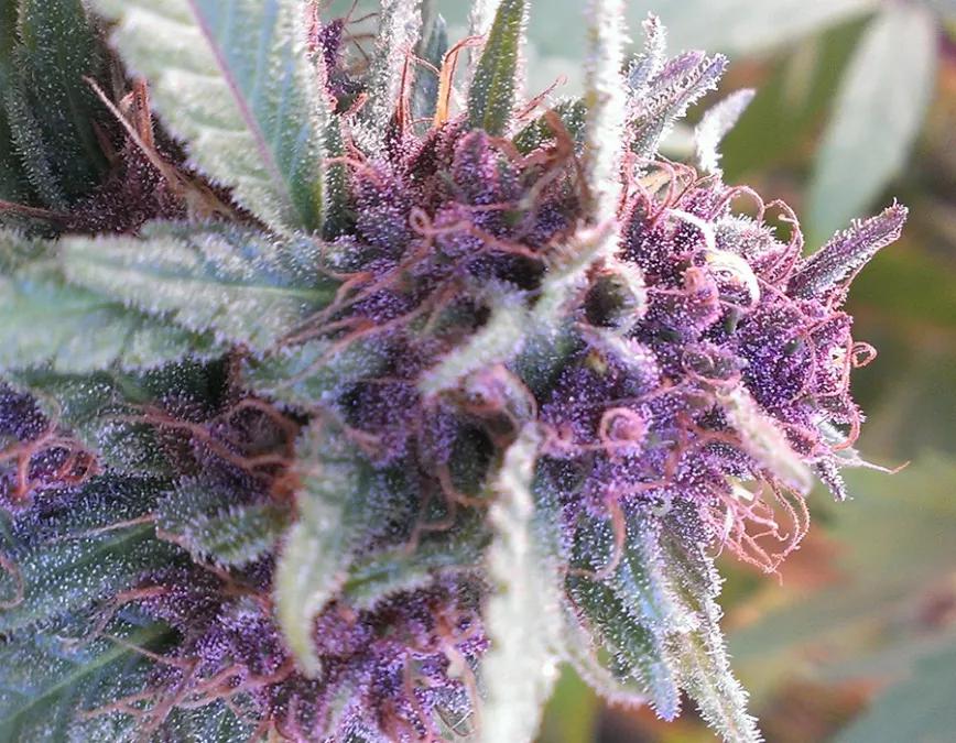Grape Krush