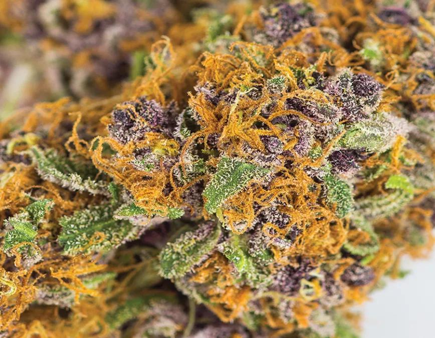 Grape Ape