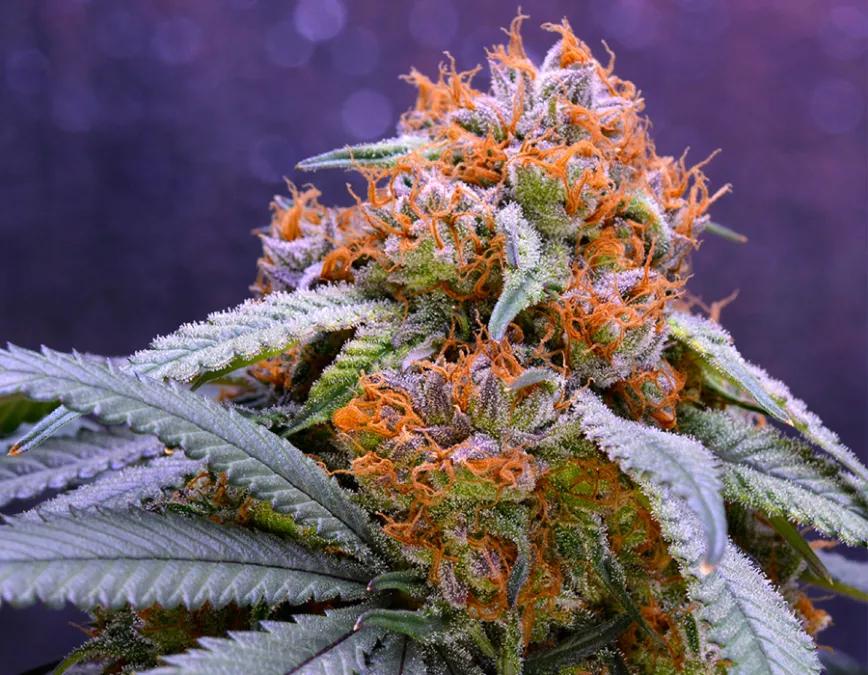Granddaddy Purple