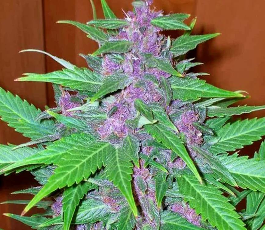 Black Russian