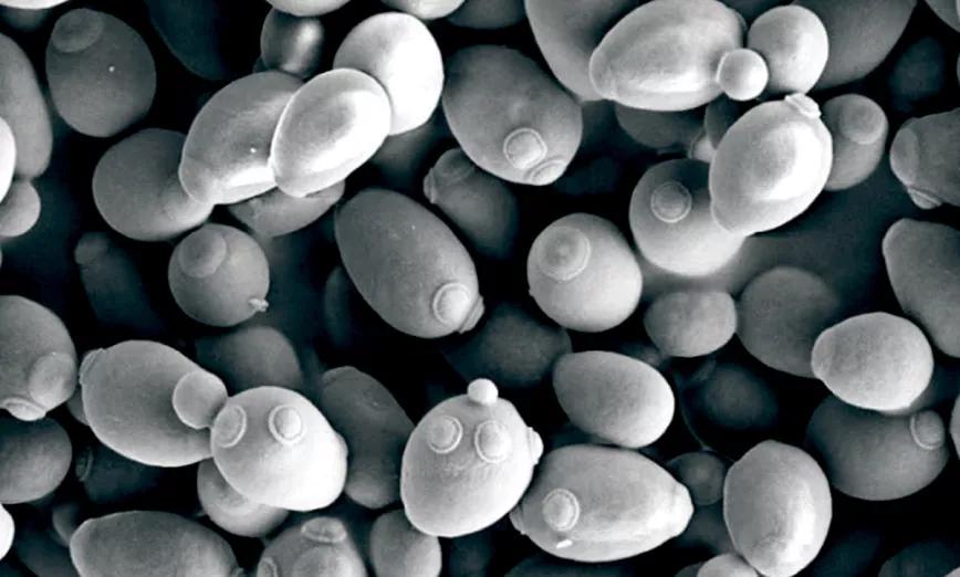 Saccharomyces cerevisiae es la levadura que se utiliza para elaborar pan, cerveza y vino