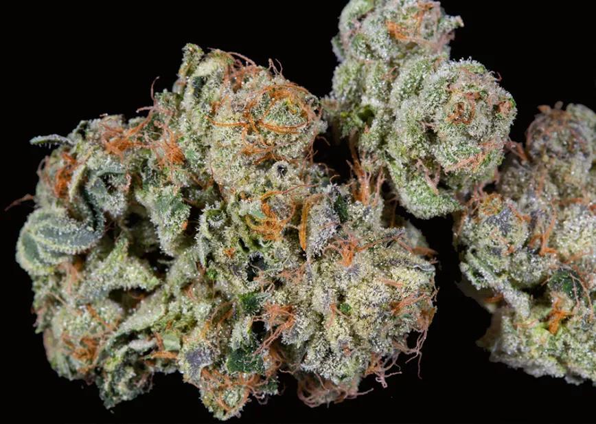 Chem Scout de IC Collective: Primer premio en la NorCal de este año, es una mezcla de Chem 91 y Thin Mint Cookie. Es buena para el dolor y calmar la ansiedad.