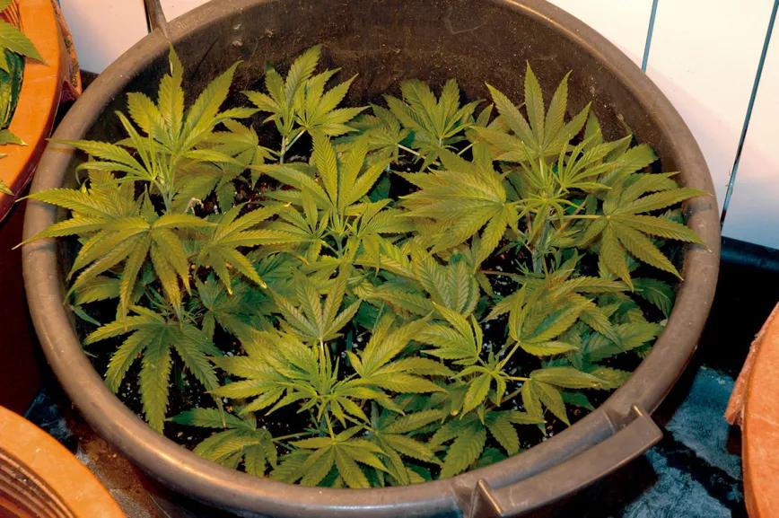Varias plantas en la misma maceta