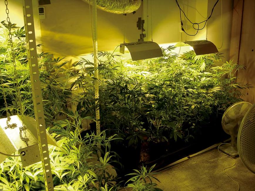 Cultivo de interior 