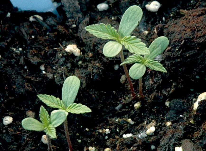 Semillas germinadas