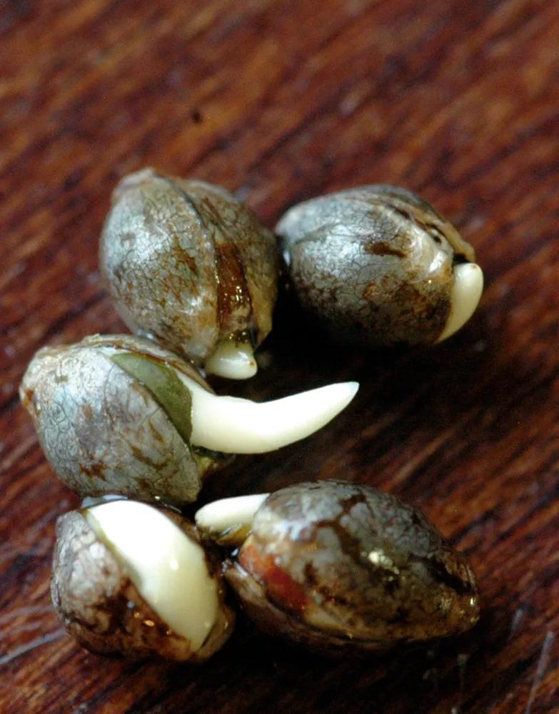 Radícula