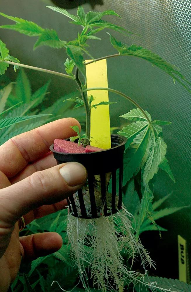 Planta con esquejes