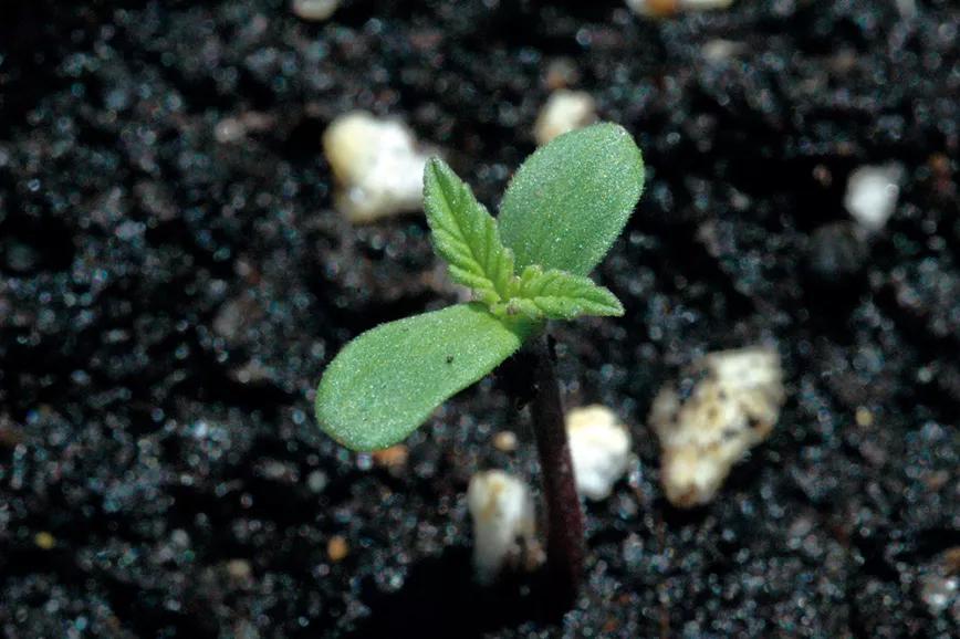 Plantas fuertes