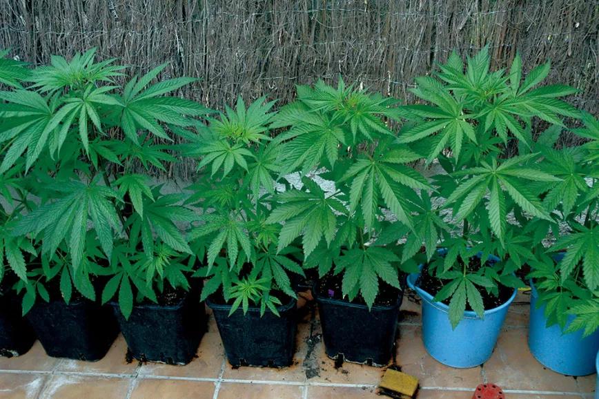 Plantas en macetas