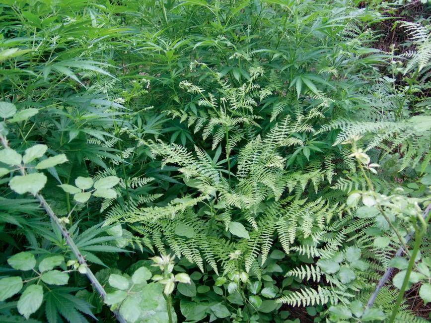 Plantas camufladas.