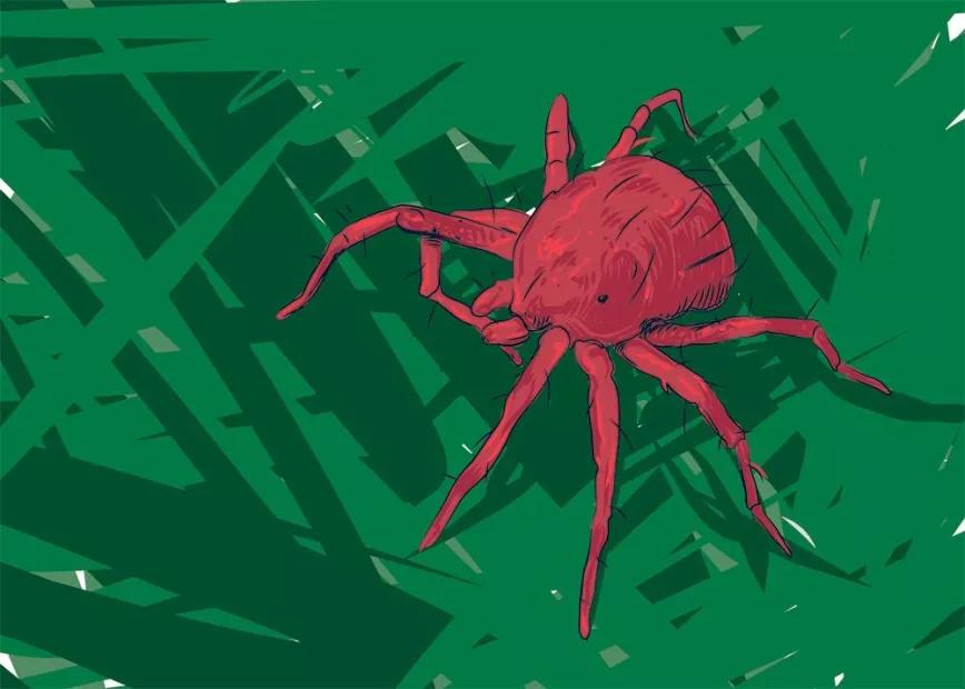 Araña roja