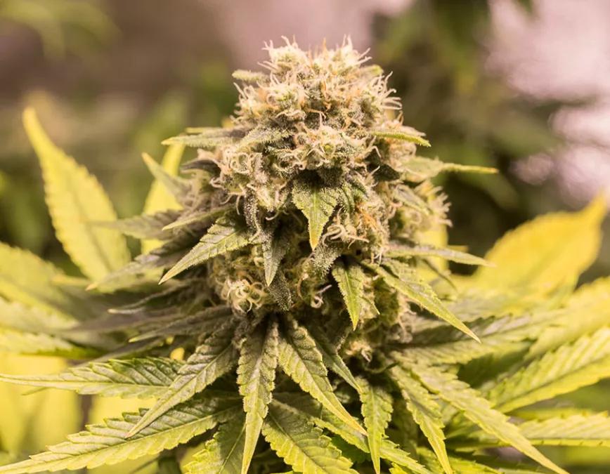 CBD CRITICAL  MASS: Otra variedad para media mañana con una media de THC de 5-7% y de CBD de 8-11%. Si la cosa se tuerce al mediodía, CBD Critical Mass ayuda con el estrés y el dolor. Si no te concentras con el THC tal vez sea tu tipo de variedad.