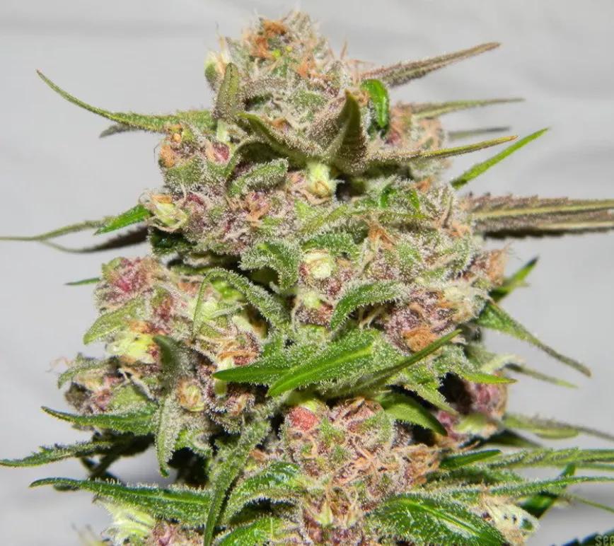 Plushberry: Mezcla de Space Queen y Black Cherry Soda que trae sabores y olores a flores y bayas. Si necesitas un golpe de euforia tranquila (es posible) esta es la variedad que andas buscando. Su media de THC es del 15 al 19%.