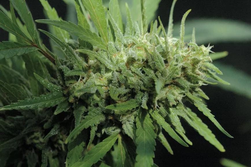 Sativa sana