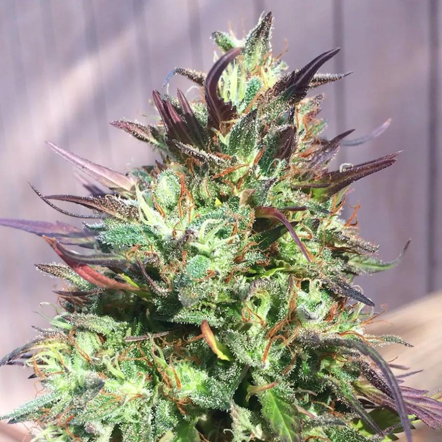 CHOCOLATE HASHBERRY