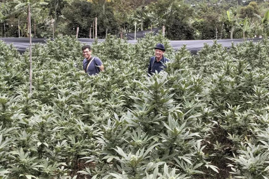 Cultivos del Cauca.