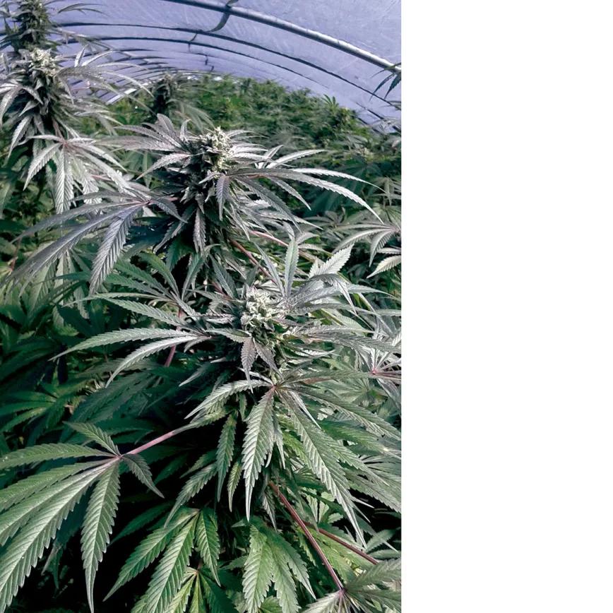 Plantas de marihuana de Tom