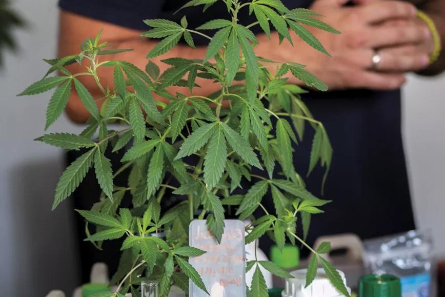 Planta de cannabis