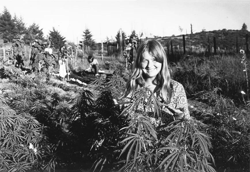 Marihuana en el rancho-comuna Wheeler’s
