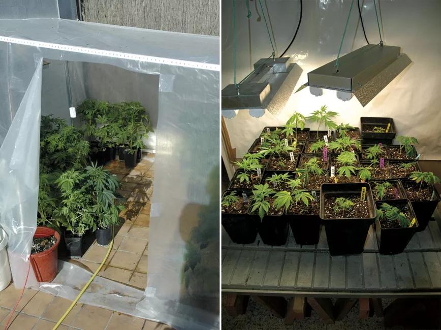 Cultivo de cannabis