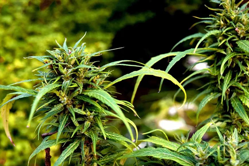 Charlotte Web: CBD para amantes del CBD. Como puedes esperar, sabor a flores y tierrecita. Te va a dar cierta alegría pero psicoatividad. En fin, descaso y paz sin subidón. No se puede tener todo, ¿o no?