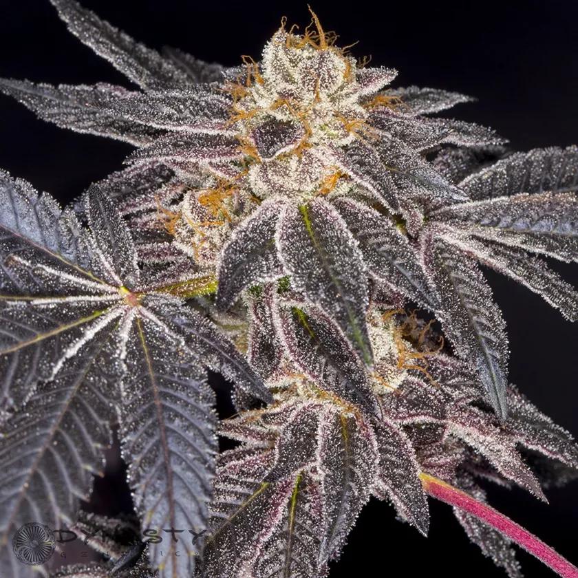 Platinum GSC: Cruce de OG Kush, Durban Poison y de otra de la que no se sabe nada suele usarse para aliviar el dolor y aliviar el estrés. Si buscas algo que te cambie el humor con sabor a frutas y especiado esto es lo tuyo.