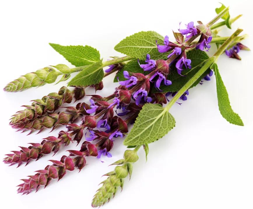 ¿Qué es la salvia y por qué es legal en mucho lugares?