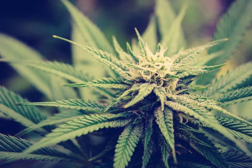 ¿Cómo solucionar carencias de calcio y magnesio en el cultivo de cannabis?