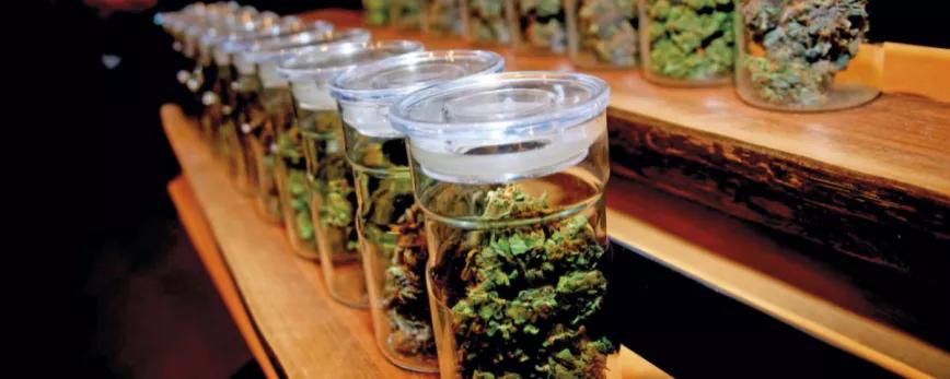 Recipientes con marihuana