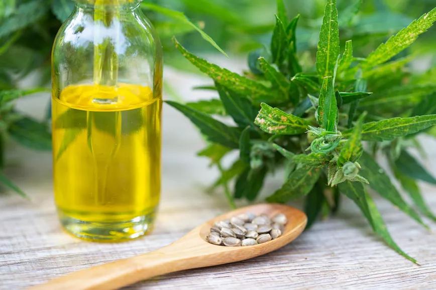 Estudio apunta a que el aceite de cáñamo mejora los niveles de colesterol