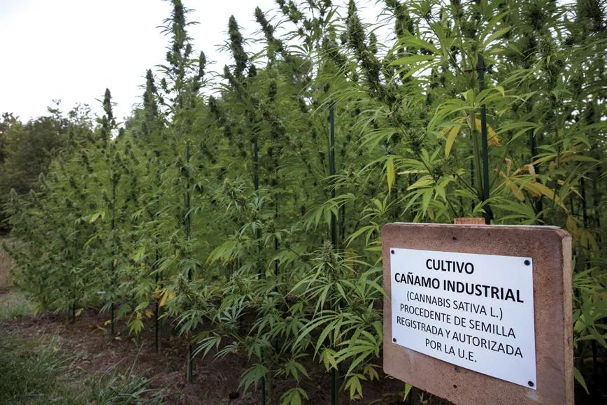 Cultivo en España
