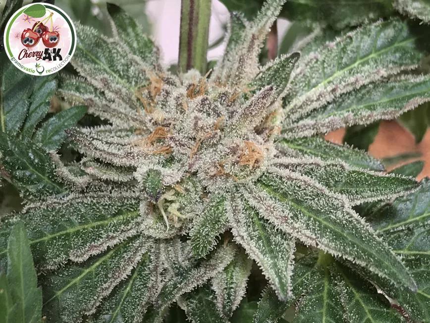 Cherry AK DE Gramovatio Growshop