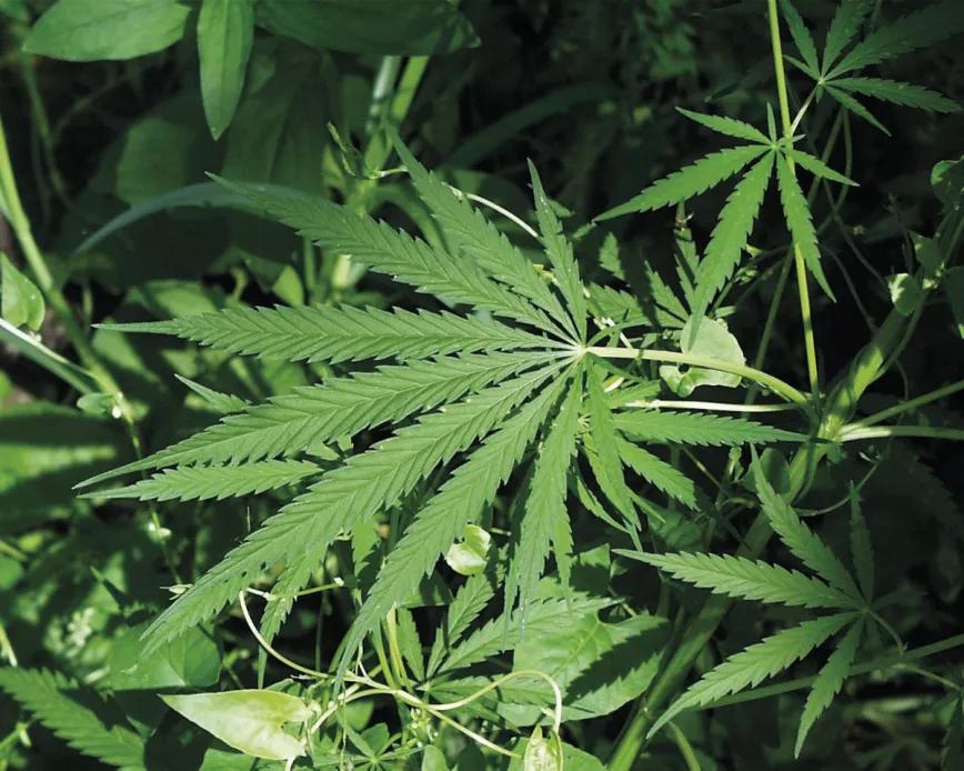 Planta de cannabis
