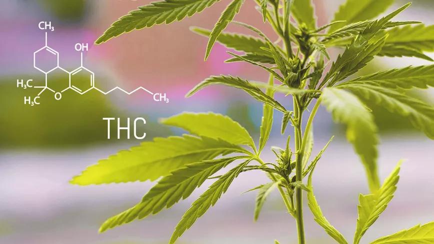 Estudio asegura que las mujeres son más sensibles al cannabis