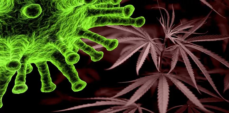 En Canadá también suben las ventas de cannabis durante la pandemia