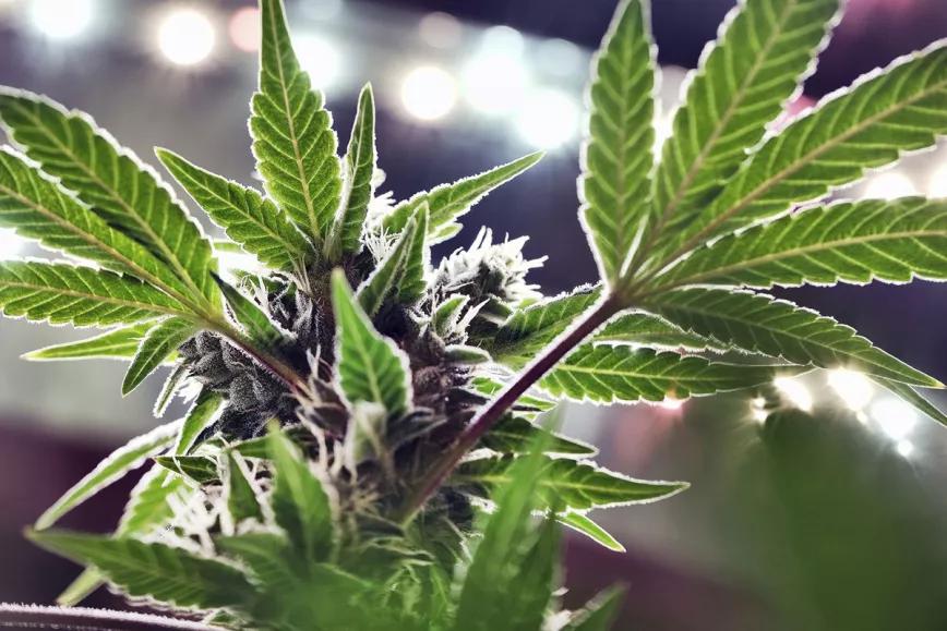 Gobernador de Nueva Jersey cree que legalizar el cannabis es una decisión “que no hay que pensar” para levantar la economía