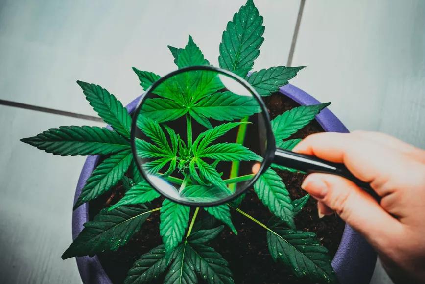 7 Mitos sobre la marihuana que resulta que no lo son