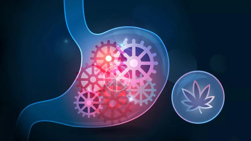 Pacientes de Síndrome del intestino irritable pasan menos tiempo en el hospital si toman CBD