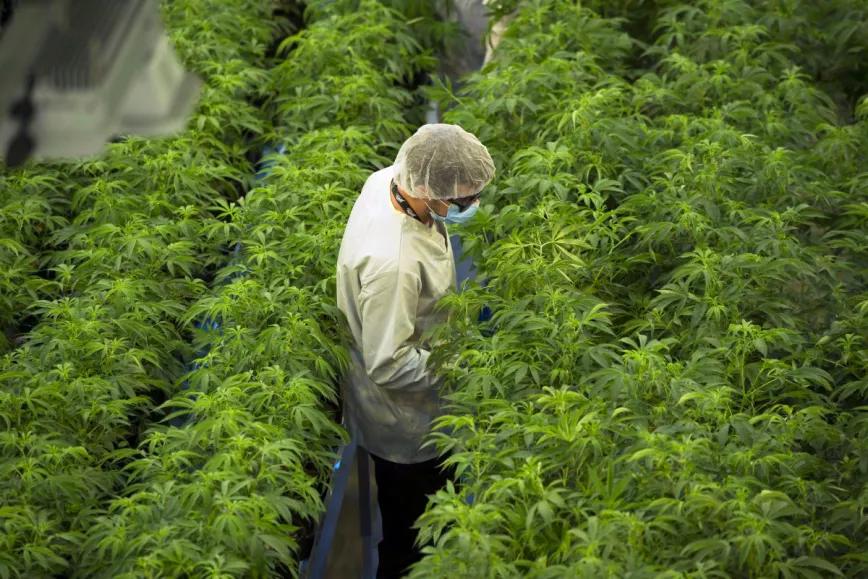 Canopy Growth financia con 1,4 millones la producción de marihuana medicinal española